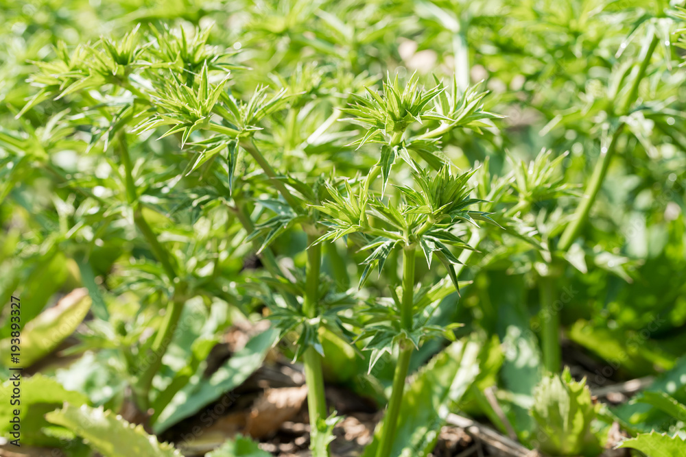 Culantro tree or Long coriander in the vegetable garden Culantro tree or Long coriander in the vegetable garden