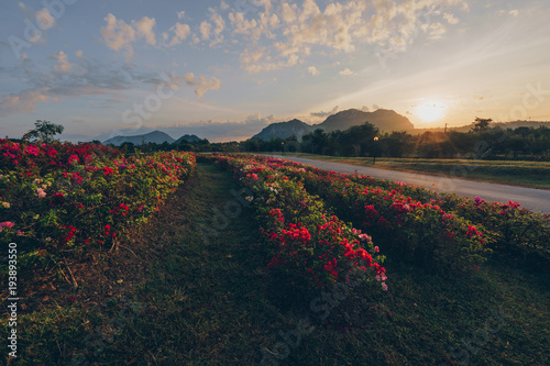 Sunrise on top the mountain. Have flower is foreground. The sky have cloud.