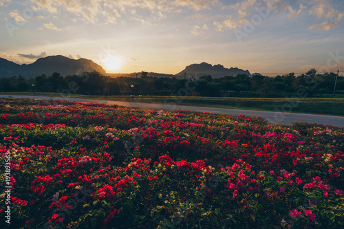 Wallpaper Mural Sunrise on top the mountain. Have flower is foreground. The sky have cloud. Torontodigital.ca