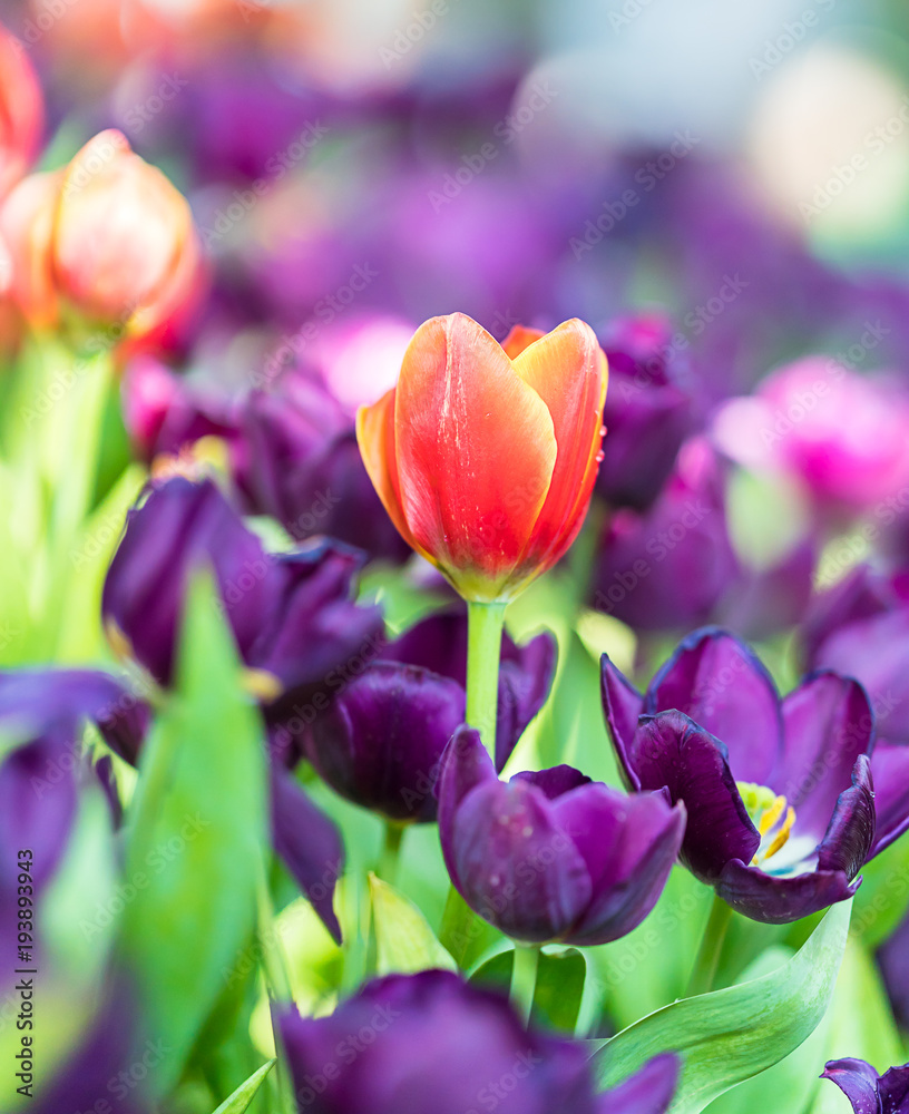 Fototapeta premium Red and purple tulips in the garden