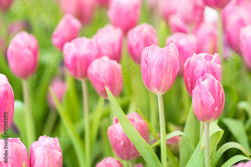 Pink tulips in the garden