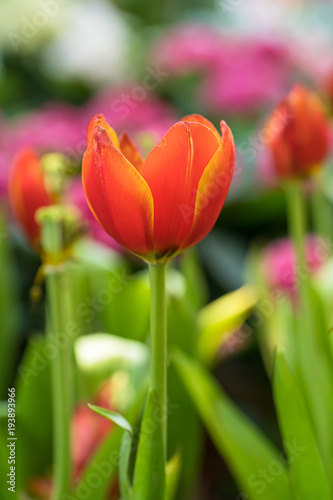 Red tulips in the garden