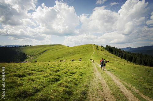 tourists are hiking in the mountains with cows