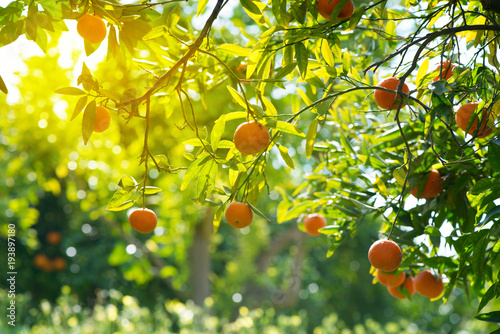 Branches with orange fruits.