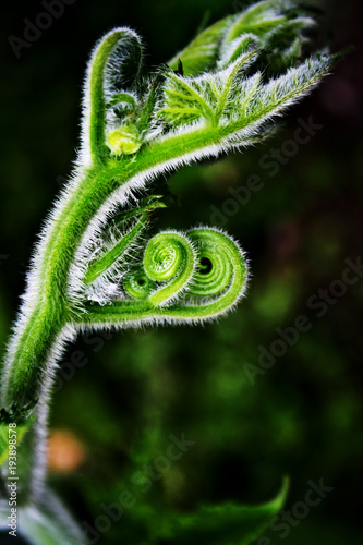 planta 