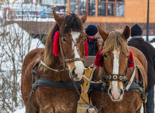 horses in winter for tourists