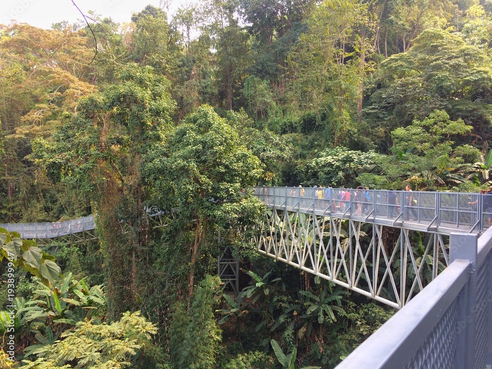 Mae Rim, Chiang Mai, Thailand-JANUARY 27, 2018 : Canopy walks at Queen sirikit botanic garden province Northern Thailand. Mae Rim, Chiang Mai, Thailand-JANUARY 27, 2018 : Canopy walks at Queen sirikit botanic garden province Northern Thailand.
