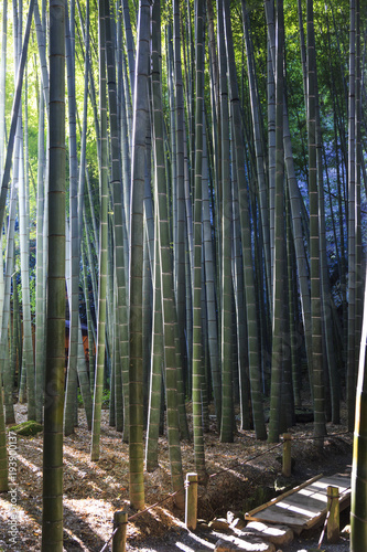 Bamboo forest in kamakura Japan
