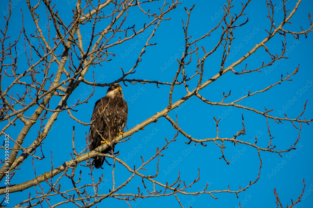 a juvenile bald eagle hiding behind tree branches under the blue sky a juvenile bald eagle hiding behind tree branches under the blue sky