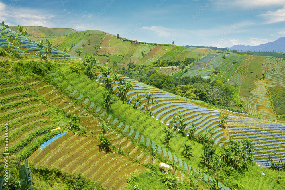 Terraced fields in Majalengka