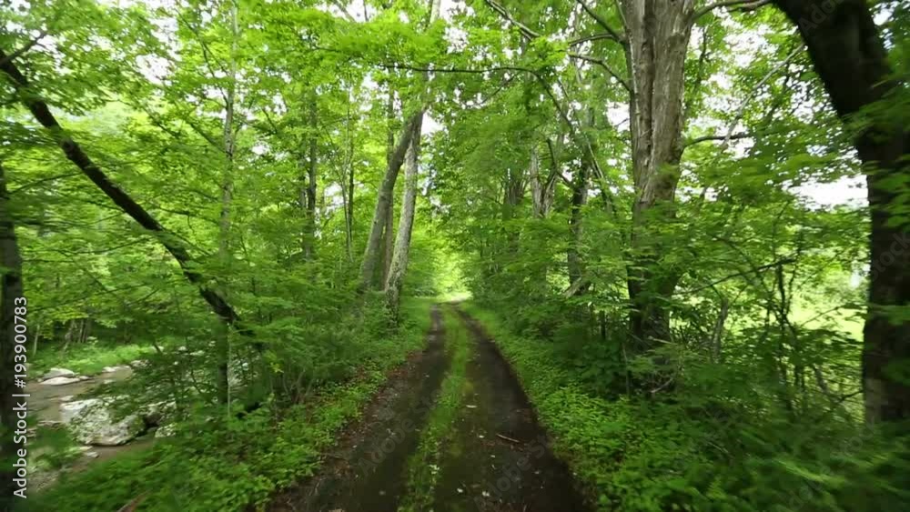 Driving on a dirt road through the trees Driving on a dirt road through the trees