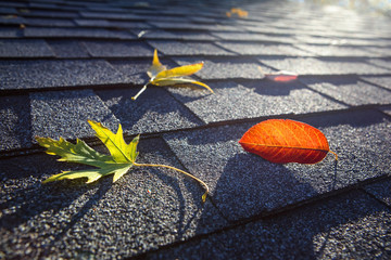 Colorful fall leaves on a roof