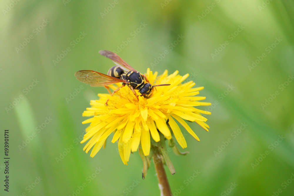 a wasp sitting on a dandelion and eating pollen and nectar 