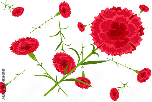 カーネーションの背景