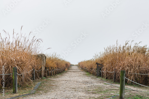Photography Walkway with dry grass in rainny day, Haneul park, soft focus at center