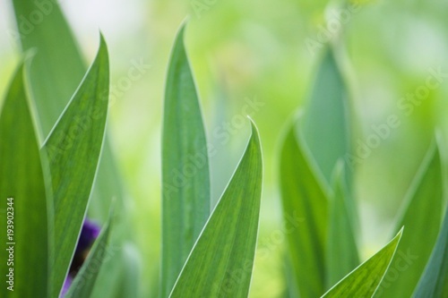 blooming violet iris with green leaves on a spring  green background