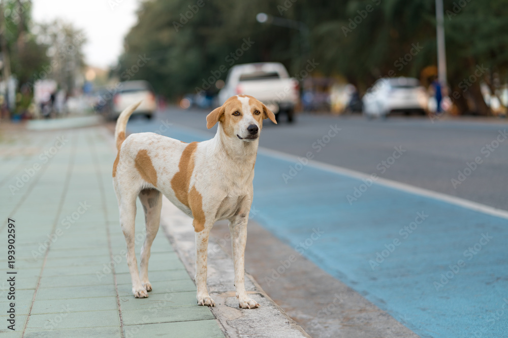 Dog is waiting for the owner on the roadside
