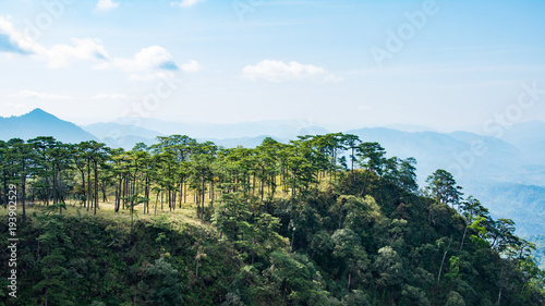 Pine forest mountain at Phu Soi Dao National Park Thailand