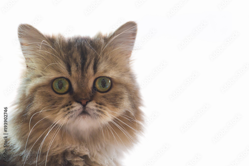 cute chinchilla persian kitten cat waiting and looking for the owner near the window with light. portrait of cat looking at the camera against white background, selective focus and soft light photo. cute chinchilla persian kitten cat waiting and looking for the owner near the window with light. portrait of cat looking at the camera against white background, selective focus and soft light photo.