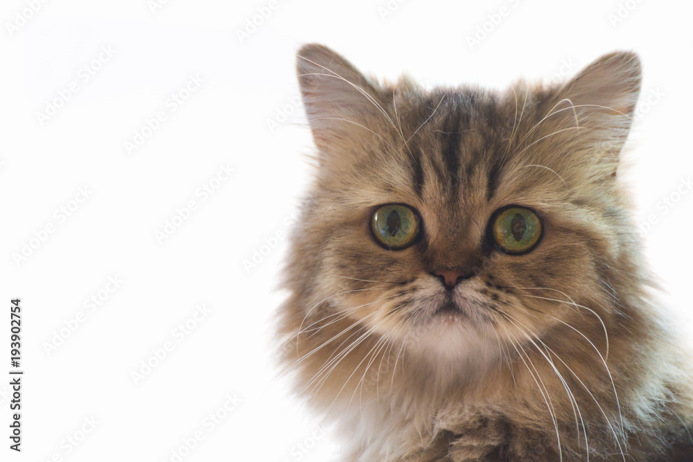 cute chinchilla persian kitten cat waiting and looking for the owner near the window with light. portrait of cat looking at the camera against white background, selective focus and soft light photo.
