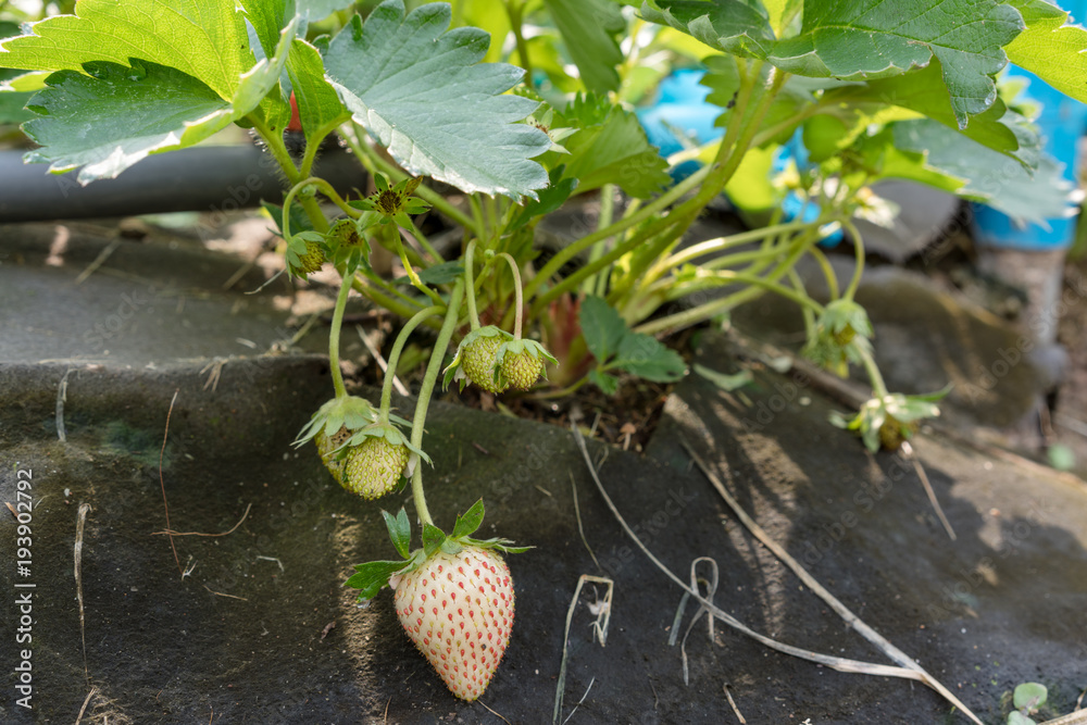 Fresh Strawberry from the beginning. Fresh Strawberry from the beginning.