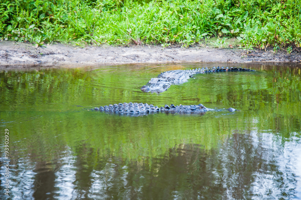 Aligators in the River