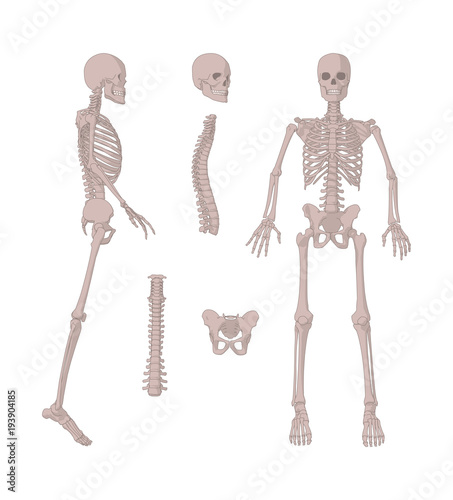 Human bones skeleton silhouette collection set. High detailed Vector illustration.