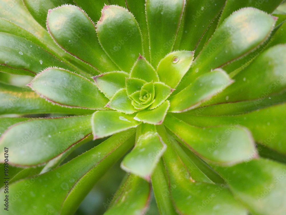 green plant green plant