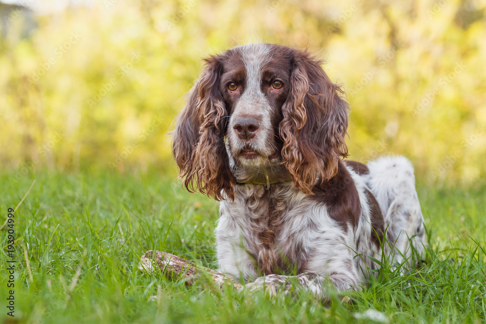 Brown spotted russian spaniel in the forest