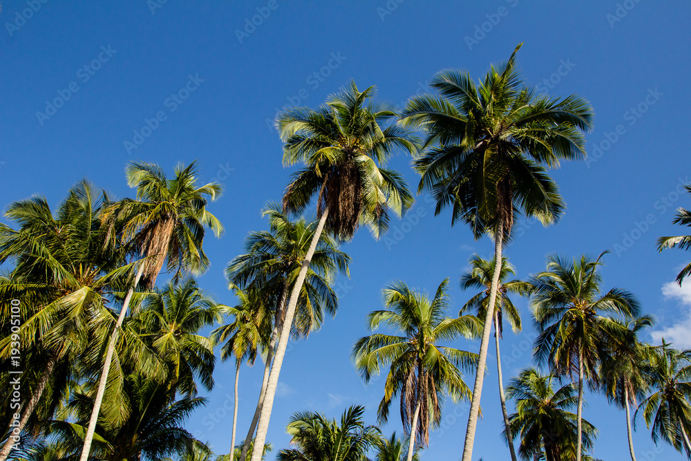 Palm trees against blue sky