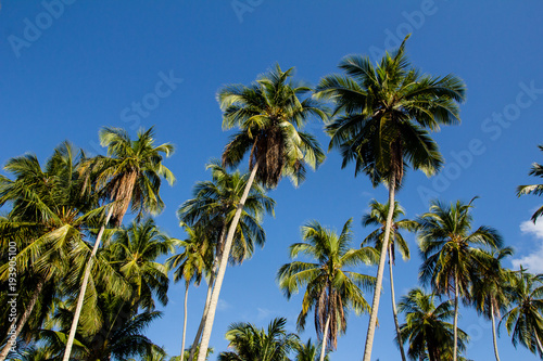 Palm trees against blue sky