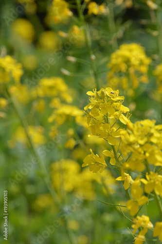 Rape Blossoms blooming