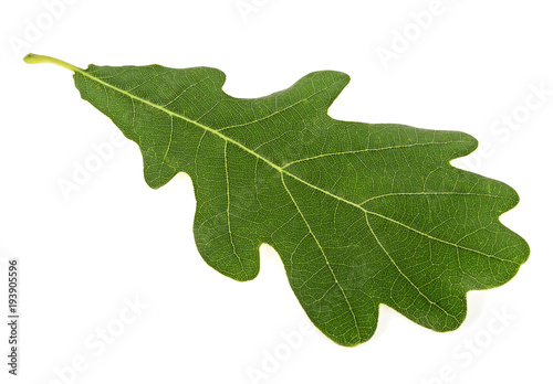 Green oak leaf isolated over white background