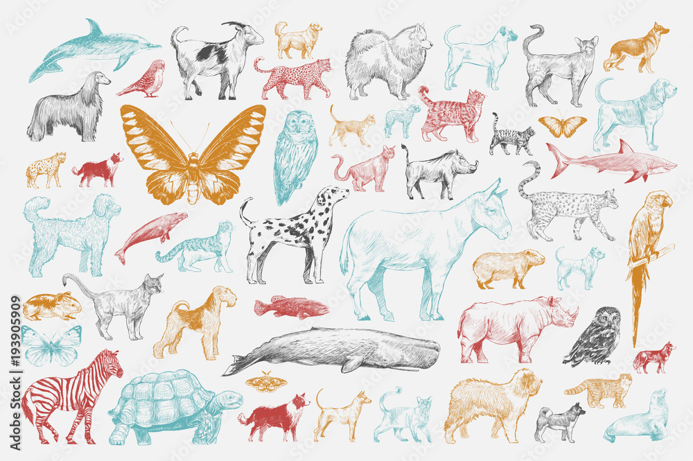 Fototapeta premium Illustration drawing style of animal collection