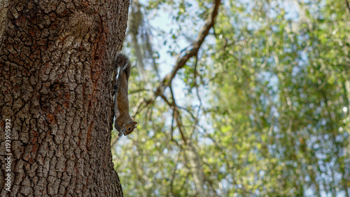 Squirrel  Eating on the Side of a Tree