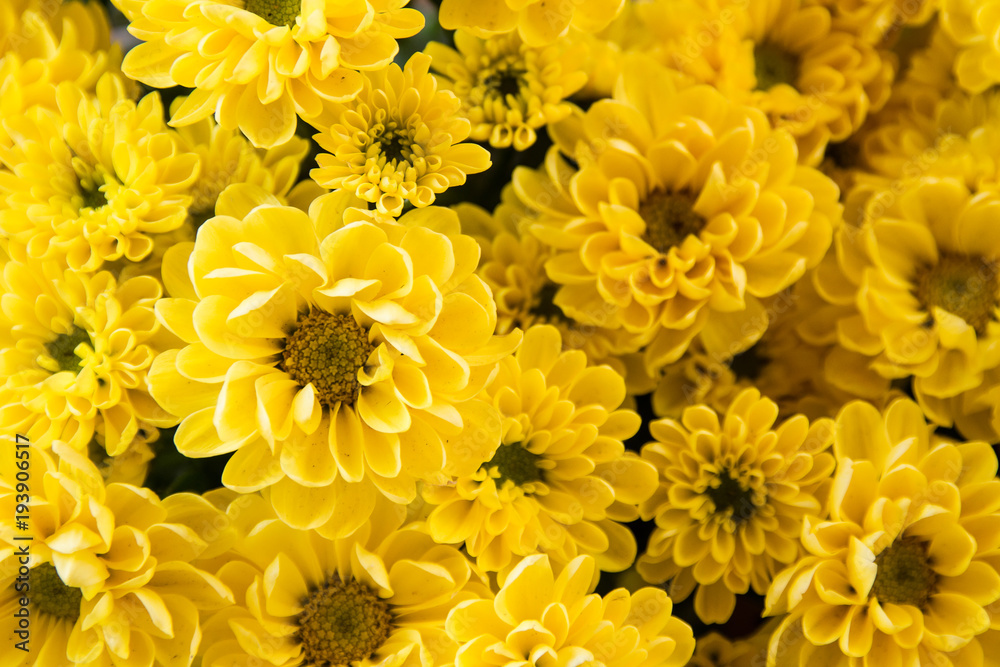 Fototapeta premium close up of beautiful flower