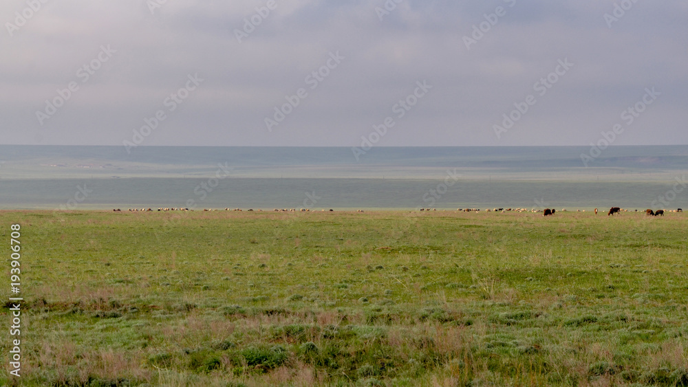 vast fields of Kalmykian steppe in spring with grazing cattle and hill slopes Tselinnyi district, Republic of Kalmykia