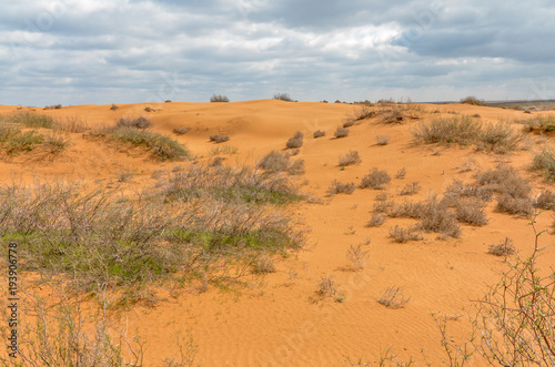 sparse vegetation on orange sand dunes Utta, Republic of Kalmykia