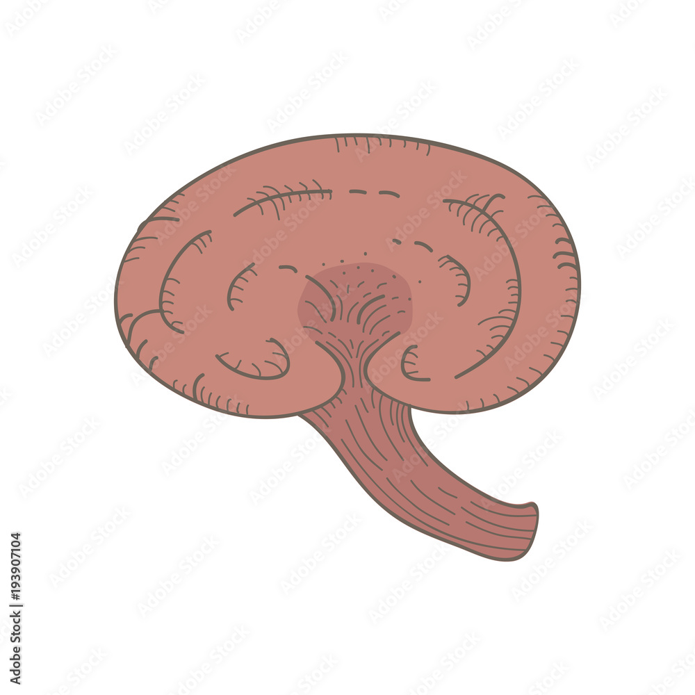 Illustration drawing style of mushroom Illustration drawing style of mushroom