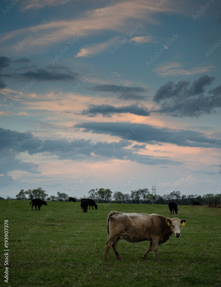 Brown cow and herd at sunset - vertical