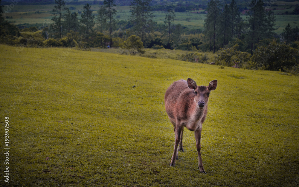 Mauritius Deer