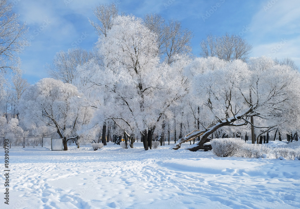snow-covered trees in winter Park snow-covered trees in winter Park