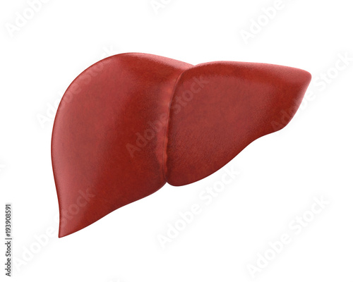 Human Liver Anatomy