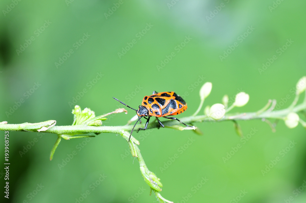 As bugs, taken in the wild nature environment As bugs, taken in the wild nature environment