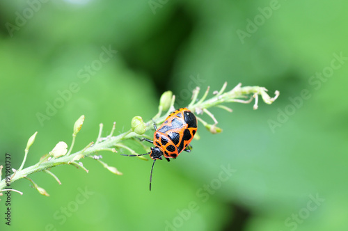 As bugs, taken in the wild nature environment