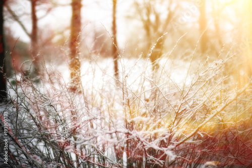 landscape winter in the park   sun  rays and glare from the sun in a snow-covered forest. Cold climate  Christmas landscape  cold snap