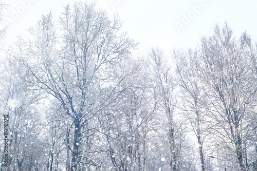 branches covered with snow / background winter trees and bushes without leaves, snowfall, concept of cold weather, frosty climate background © kichigin19