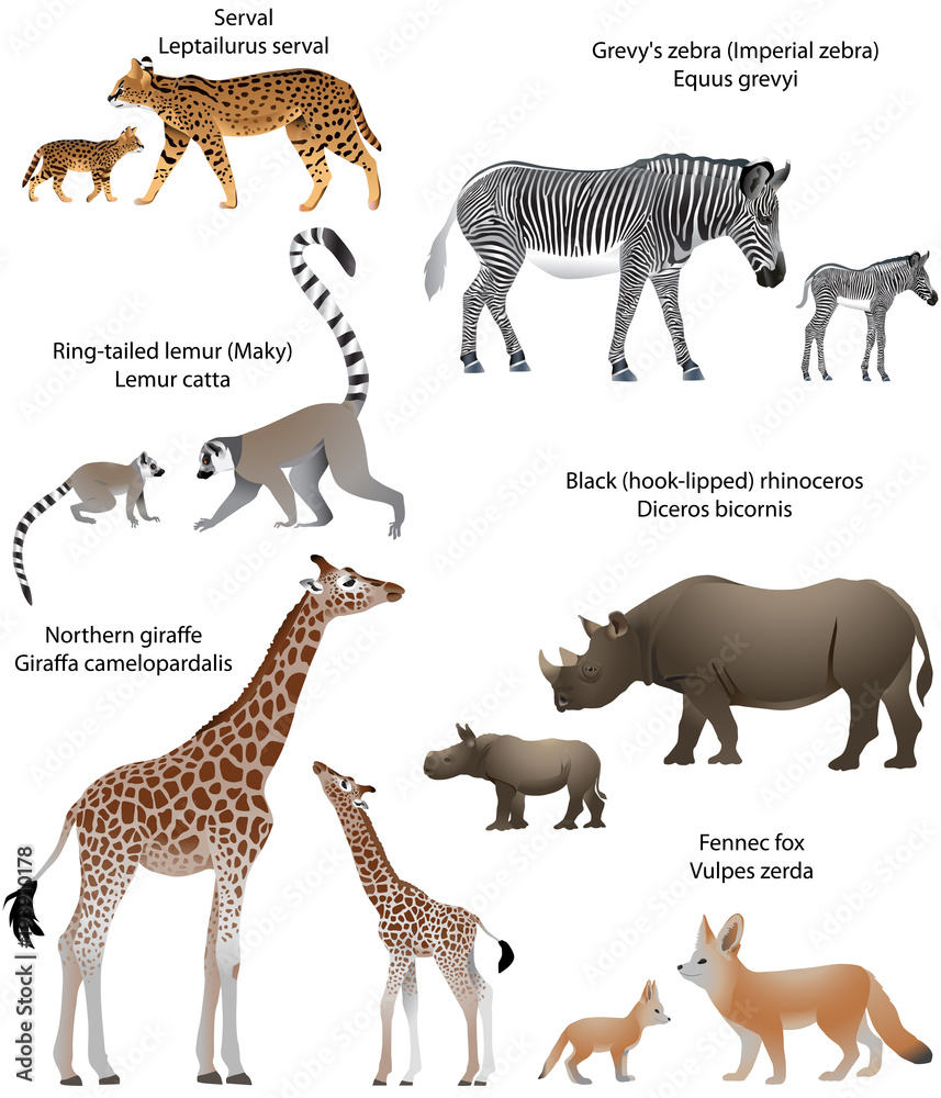Collection of animals with cubs living in the territory of Africa: northern giraffe, black rhinoceros, Grevy's zebra, ring-tailed lemur, fennec fox, serval Collection of animals with cubs living in the territory of Africa: northern giraffe, black rhinoceros, Grevy's zebra, ring-tailed lemur, fennec fox, serval