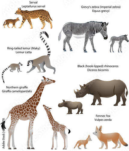 Collection of animals with cubs living in the territory of Africa  northern giraffe  black rhinoceros  Grevy s zebra  ring-tailed lemur  fennec fox  serval