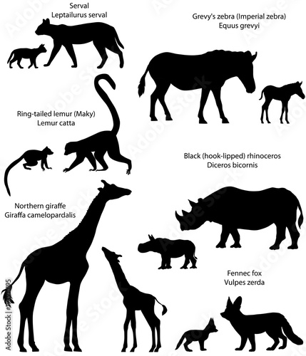 Collection of animals with cubs living in the territory of Africa  in silhouettes  northern giraffe  black rhinoceros  Grevy s zebra  ring-tailed lemur  fennec fox  serval